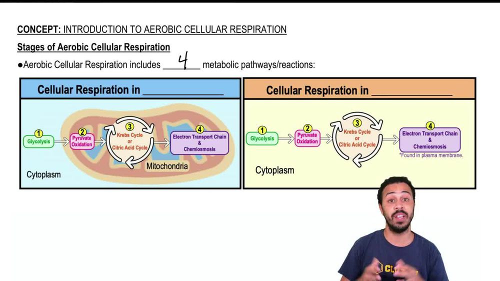 Stages of Aerobic Cellular Respiration