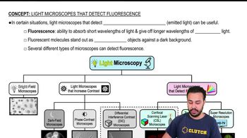 Light Microscopes that Detect Fluorescence