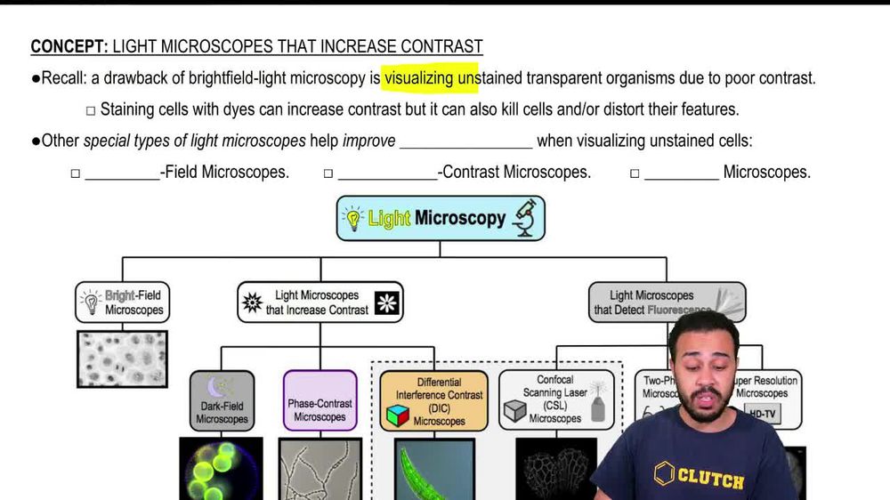 Light Microscopes that Increase Contrast