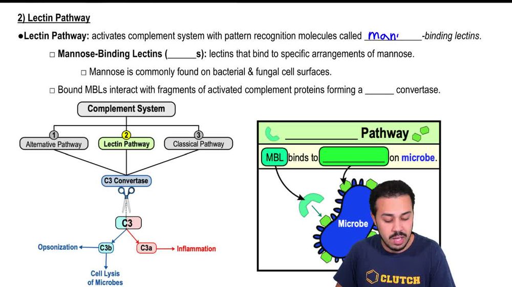 2) Lectin Pathway