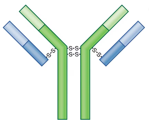 Diagram of a typical antibody showing labeled heavy chains, light chains, variable and Fc regions, and antigen binding sites.