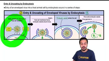 Entry & Uncoating by Endocytosis