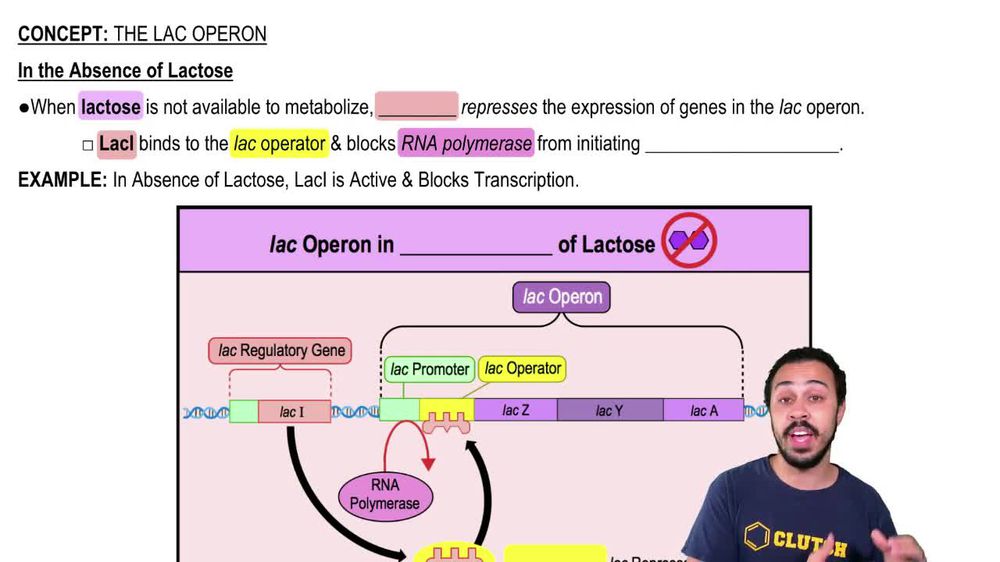 In the Absence of Lactose