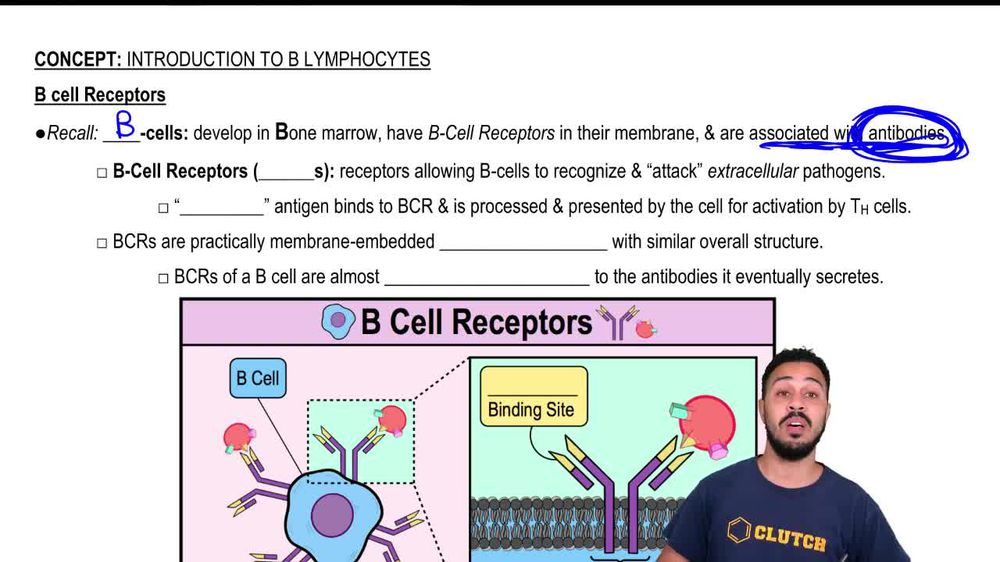 B cell Receptors