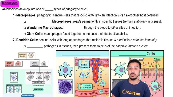 Monocytes
