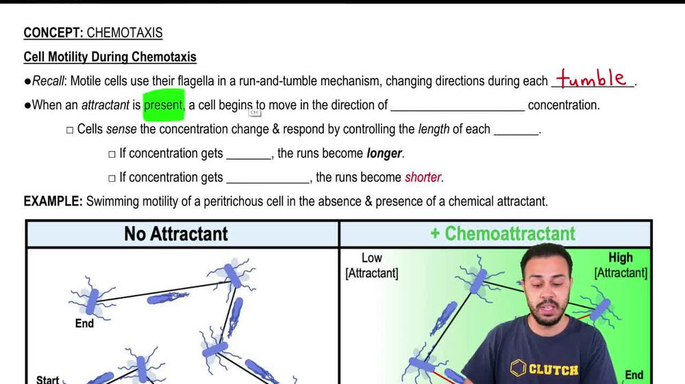 Cell Motility During Chemotaxis