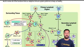 Review of Adaptive Immunity