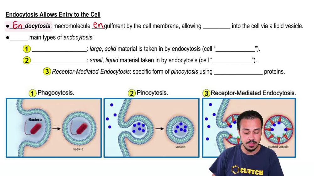 Endocytosis Allows Entry to the Cell
