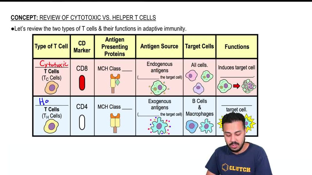 Review of Cytotoxic vs Helper T Cells