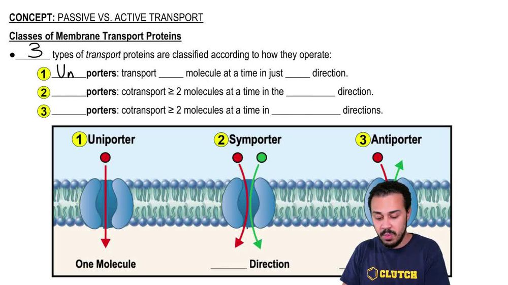 Classes of Membrane Transport Proteins