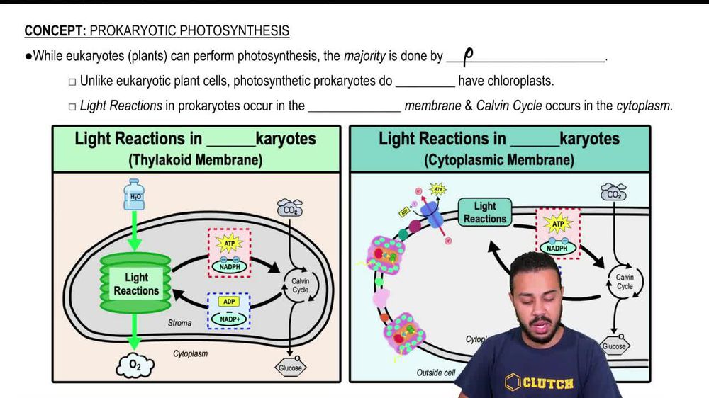Prokaryotic Photosynthesis
