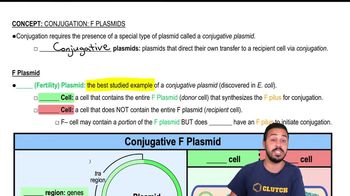 F Plasmids