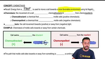 Chemotaxis