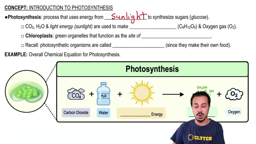 Introduction to Photosynthesis