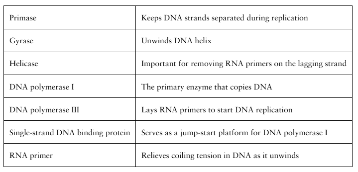 Table matching DNA replication enzymes and proteins with their specific functions during the replication process.