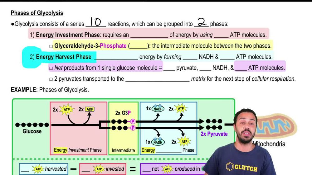 Phases of Glycolysis