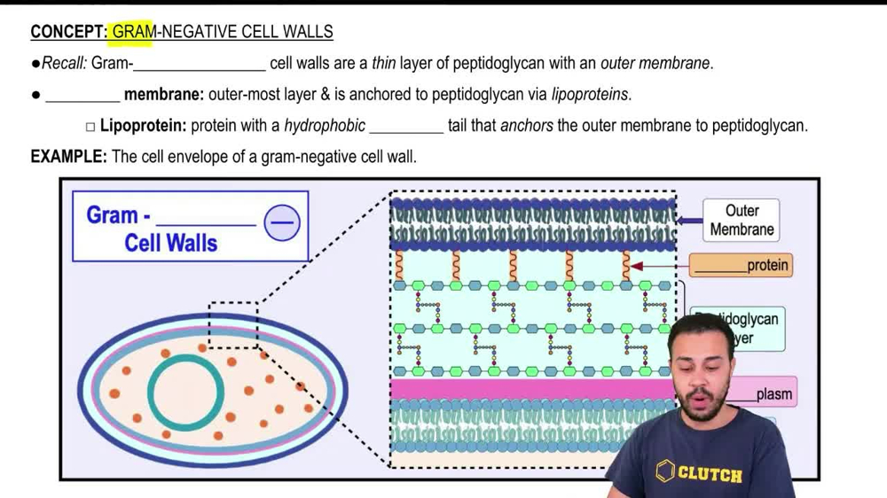 Gram-Negative Cell Walls