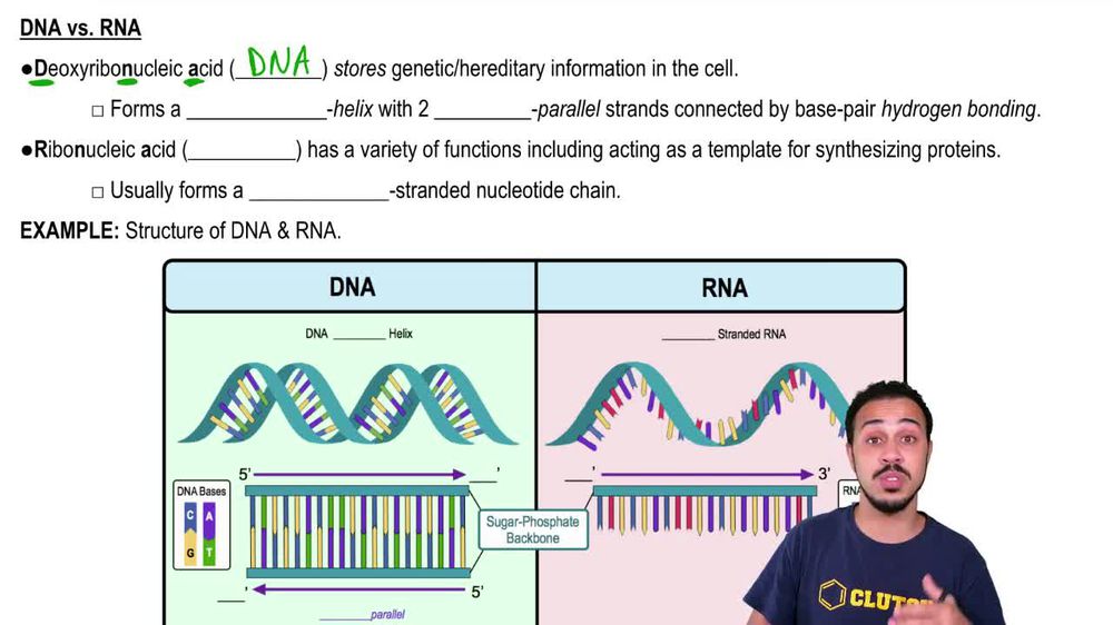 DNA vs. RNA