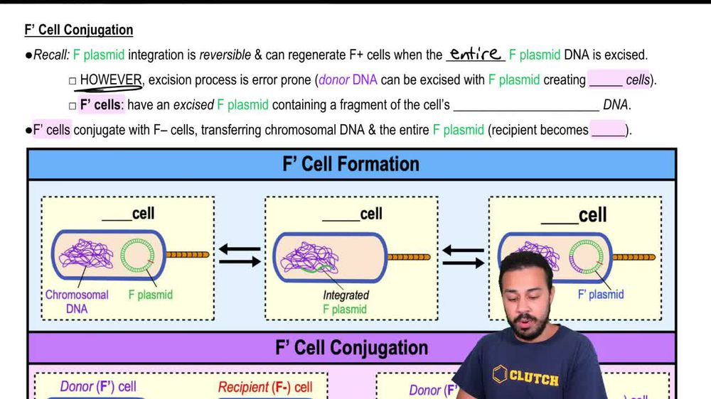 F’ Cell Conjugation