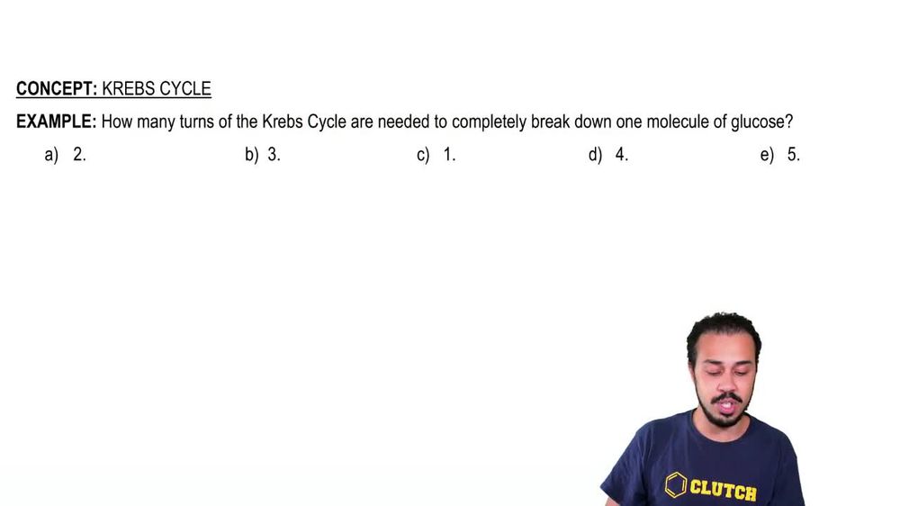Krebs Cycle Example 1