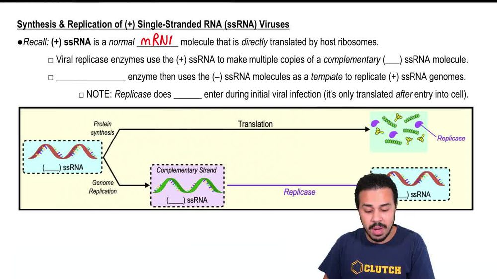 Replication of (+) Single Strand RNA (ssRNA) Viruses