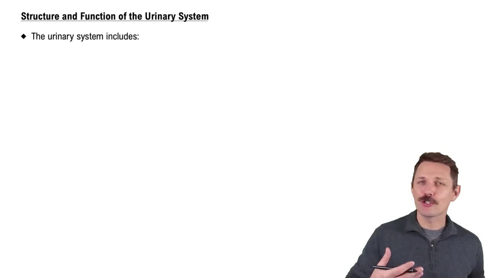 Structure & Function of the Urinary System