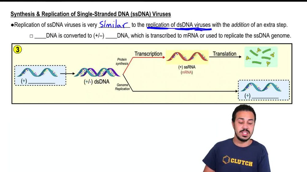 Replication of Single-Stranded DNA (ssDNA) Viruses