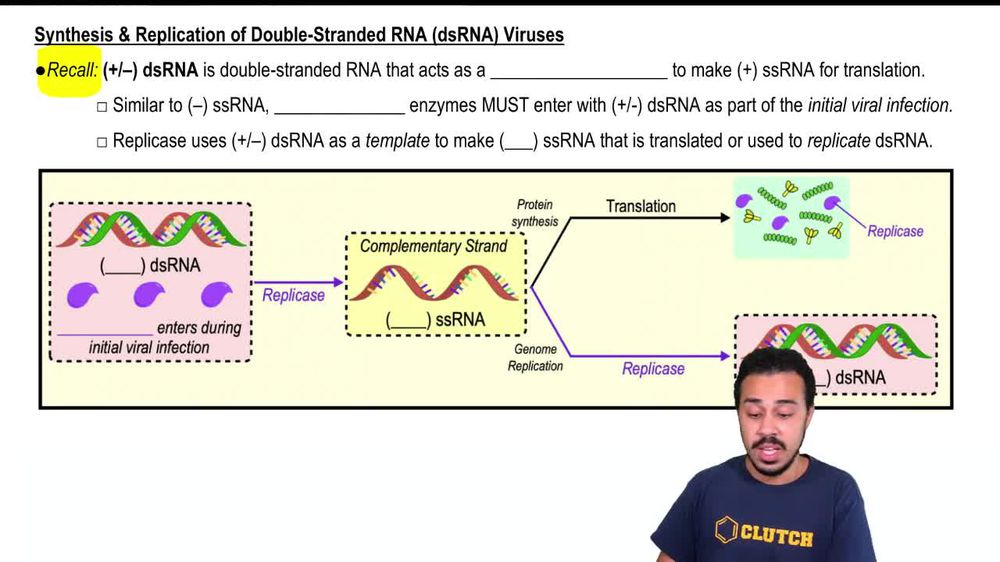 Replication of Double-Stranded RNA Viruses