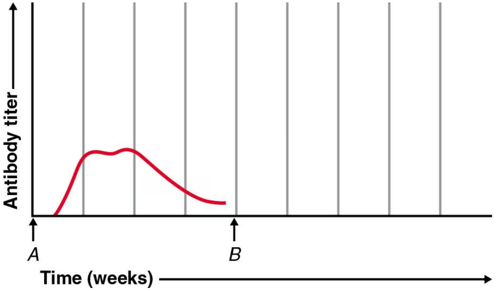 Graph showing antibody titer rising after initial injection at time A, then declining before booster dose at time B.