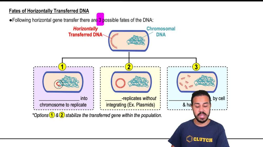 Fates of Horizontally Transferred DNA