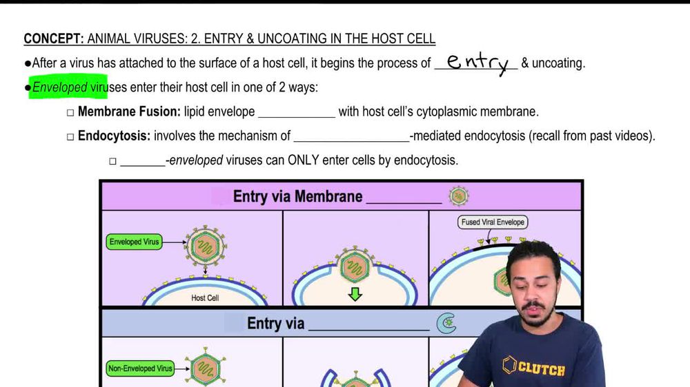 Animal Viruses: 2. Entry & Uncoating in the Host Cell