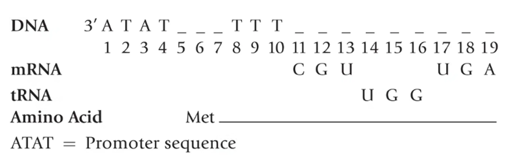 DNA strand with partial nucleotide sequence, corresponding mRNA and tRNA codons, and amino acid sequence starting with Met.