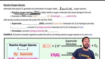 Reactive Oxygen Species