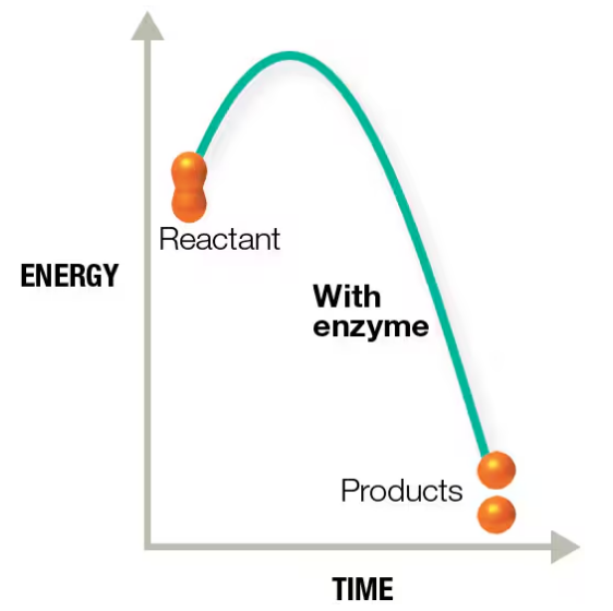 Graph showing energy changes over time in an enzyme-catalyzed reaction from reactants to products with lowered activation energy.