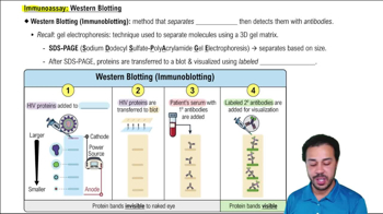 Immunoassay: Western Blotting