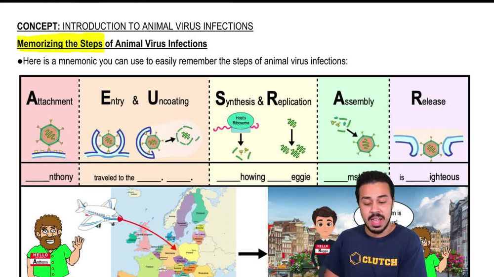 Memorizing the Steps of Animal Virus Infections