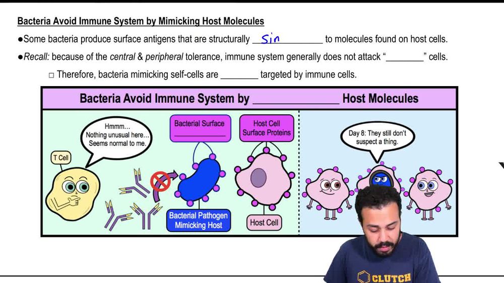 Bacteria Avoid Immune System by Mimicking Host Molecules