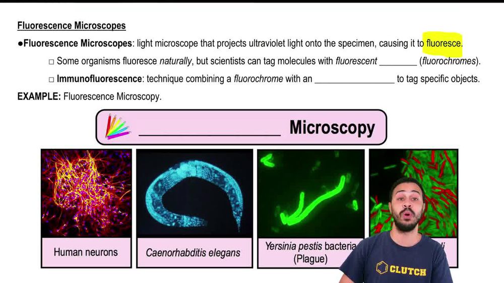 Fluorescence Microscopes