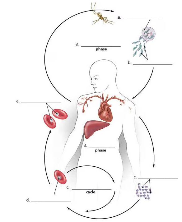 Diagram of Plasmodium life cycle showing mosquito and human phases with labeled parasite forms and infection stages.