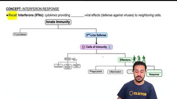 Interferon Response