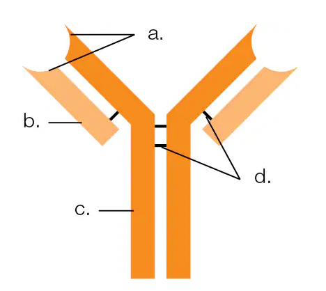 Diagram of an antibody molecule with labeled regions indicating variable and constant segments of heavy and light chains.