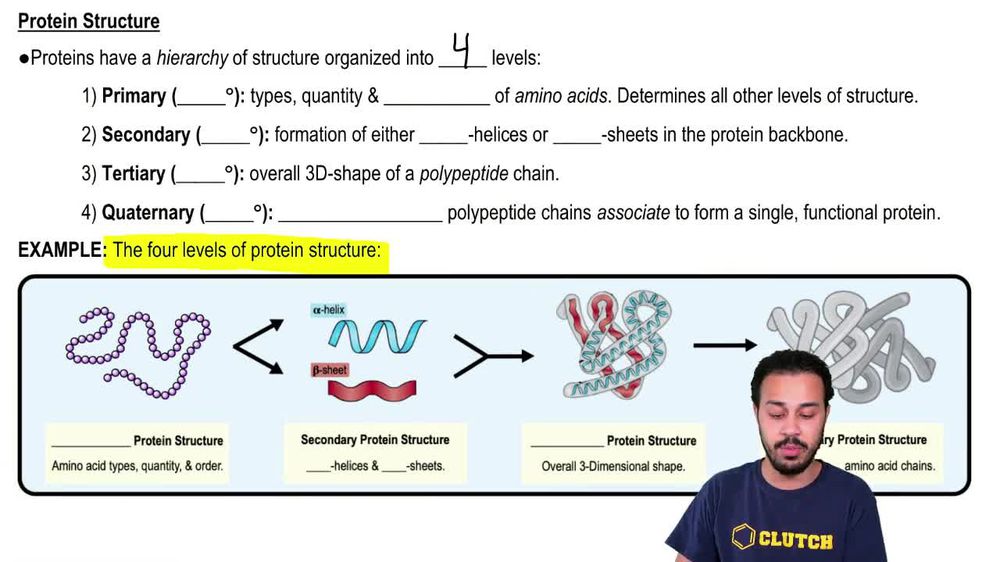 Protein Structure