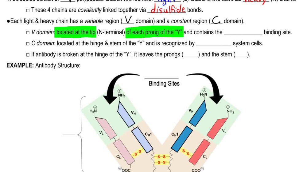 Antibody Structure