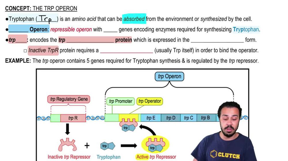 The Trp Operon