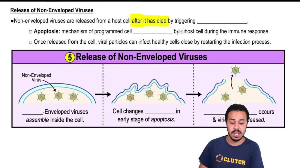 Release of Non-Enveloped Viruses