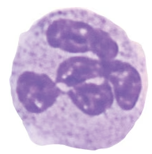 Microscopic image of a granulocyte with a multi-lobed nucleus stained purple.