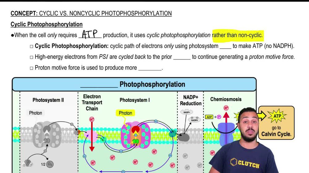 Cyclic Photophosphorylation