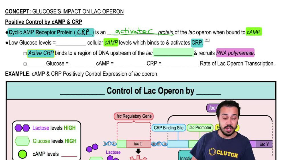 Positive Control by cAMP & CRP