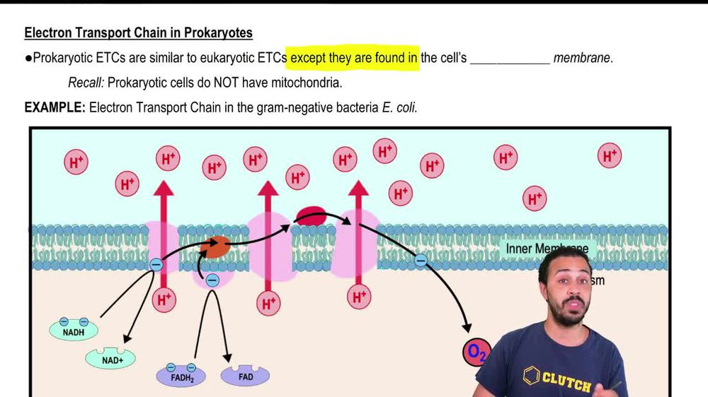 Electron Transport Chain in Prokaryotes