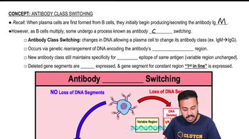 Antibody Class Switching
